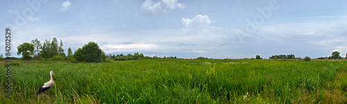 rustic landscape with stork