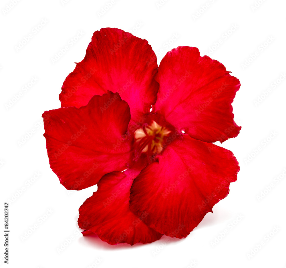 Red flower isolated on white background.