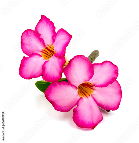 Pink flower isolated on white background. © sombats