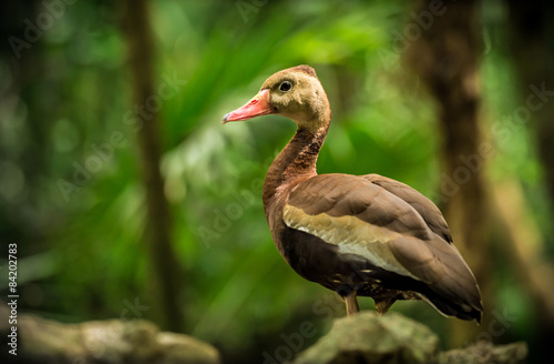 Canvas Print Black-bellied whistling tree duck