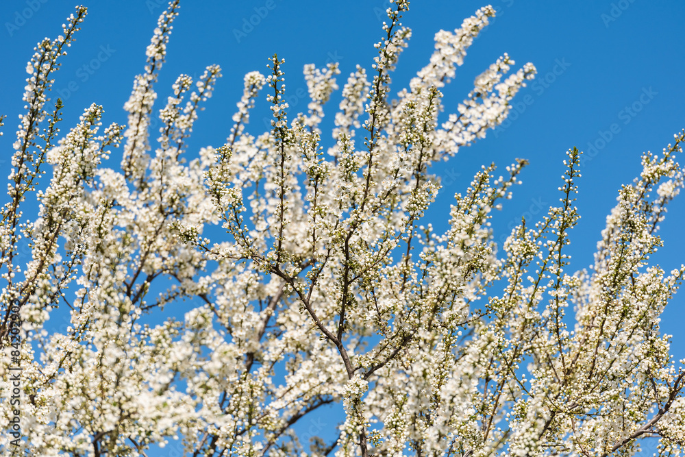 Cherry Tree Flowers Spring Blossom Background Cherry Tree Flowers Spring Blossom Background