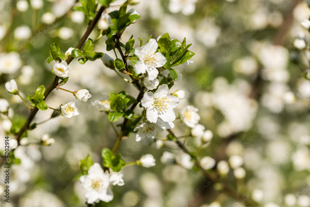 Obraz premium Cherry Tree Flowers Spring Blossom Background