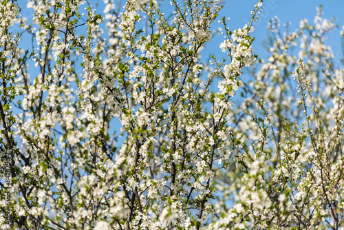 Cherry Tree Flowers Spring Blossom Background