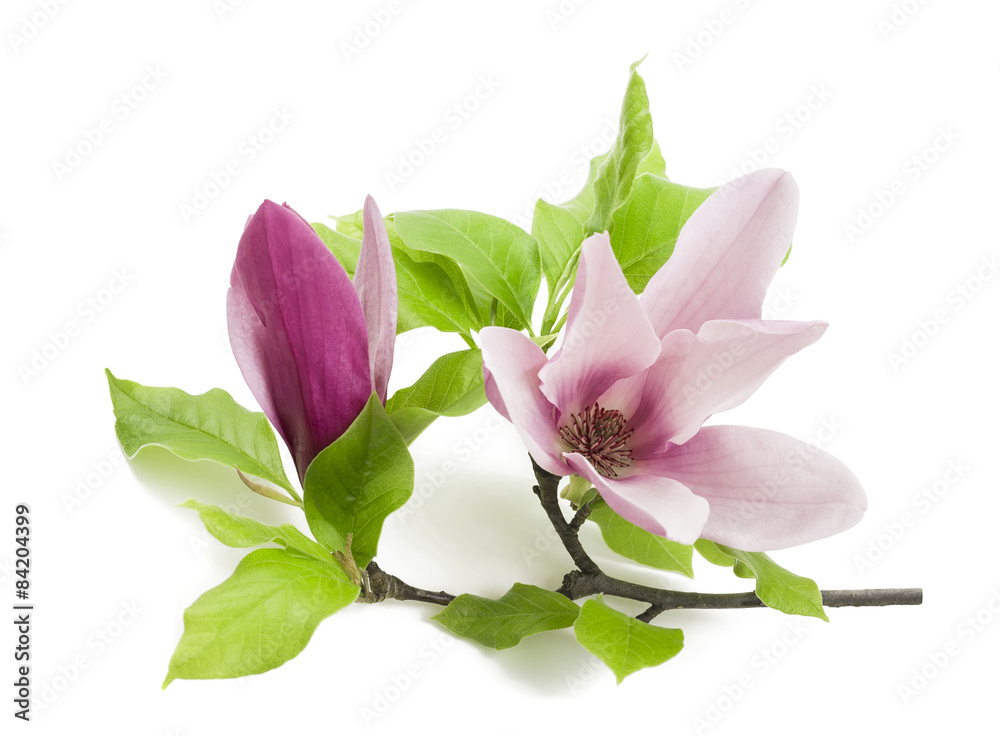 Fototapeta premium magnolia