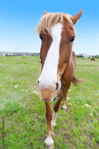 Portrait of beautiful brown horse over meadow background © Africa Studio