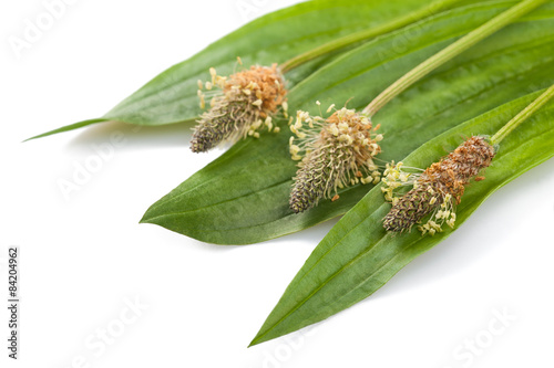 ribwort photo