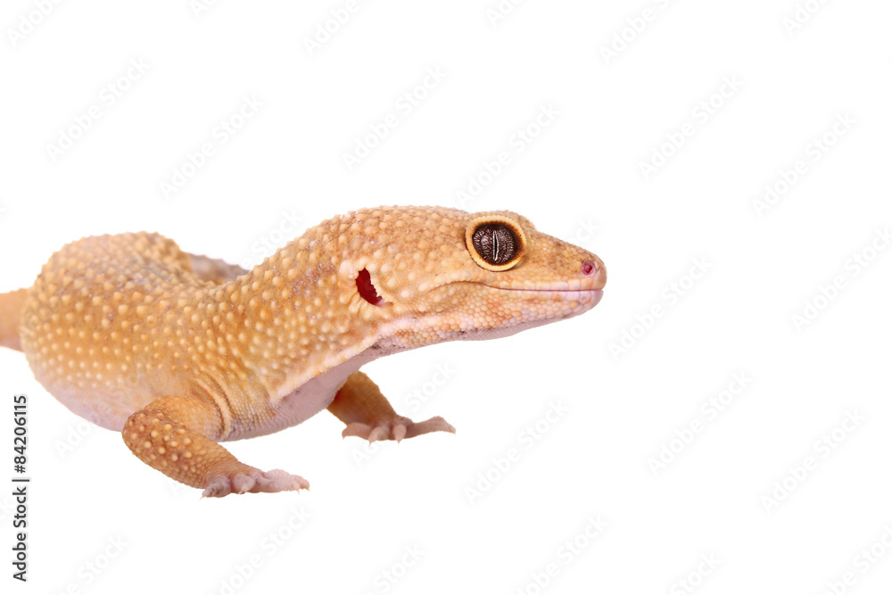 yellow and orange spotted leopard gecko on white yellow and orange spotted leopard gecko on white