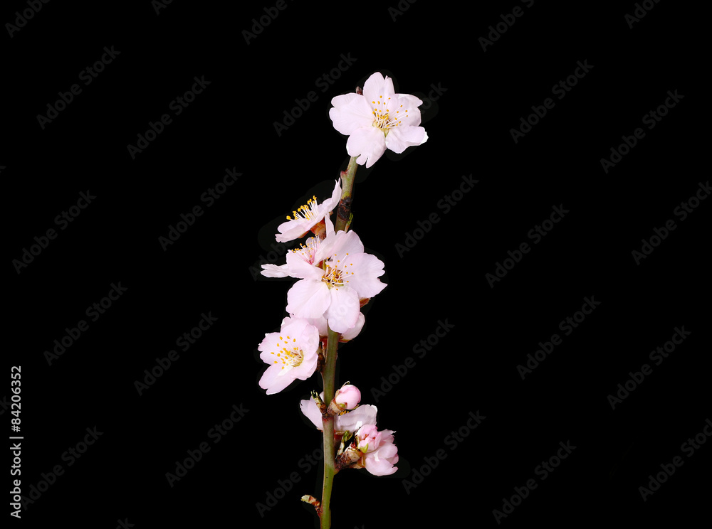 branch cherry blossoms spring flower- black background branch cherry blossoms spring flower- black background