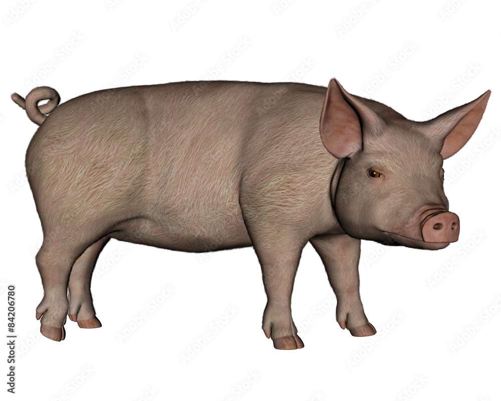 Fototapeta premium Pig standing - 3D render