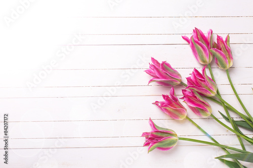 Background with fresh  bright pink tulips flowers