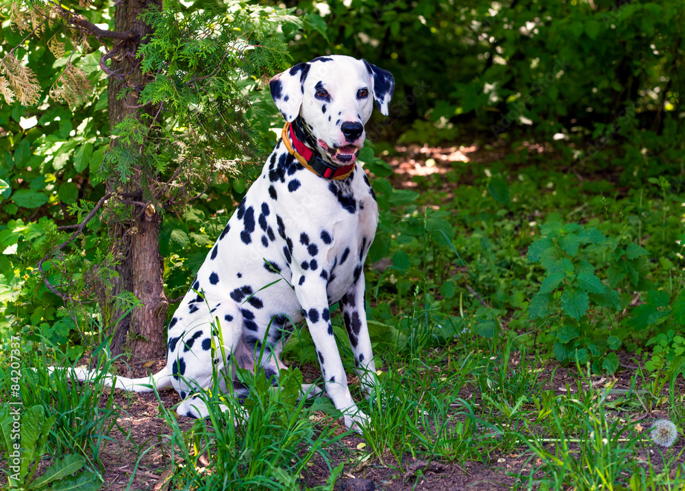 Dalmatian in attack. The Dalmatian is on the green grass. Dalmatian in attack. The Dalmatian is on the green grass.