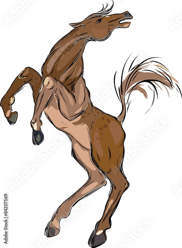 Brown horse