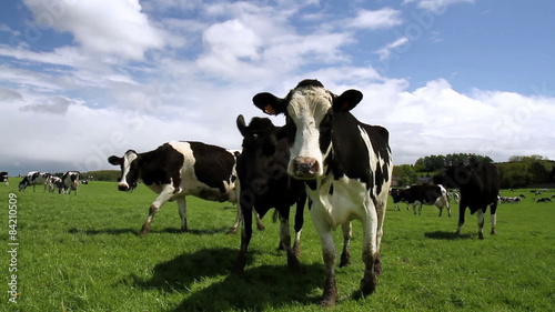 The cows on the field in the Belgium countryside.