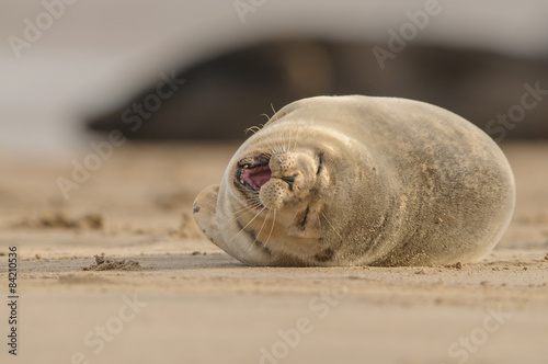 Fototapeta Naklejka Na Ścianę i Meble -  Seal Pup