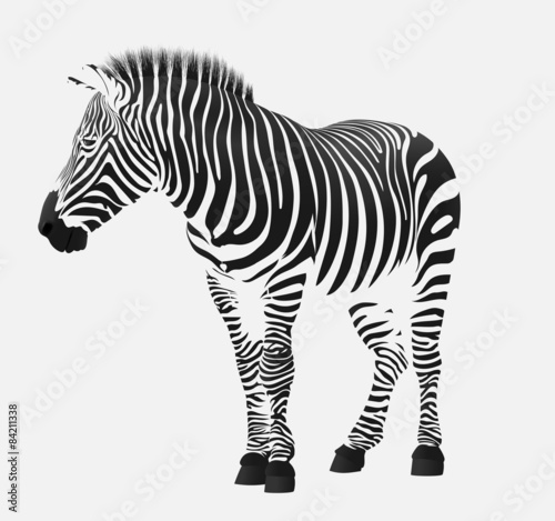 the zebra stripes