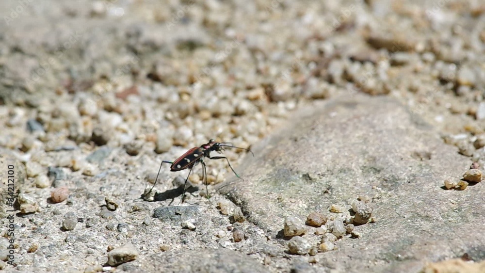 tiger beetle is stop and running on the floor tiger beetle is stop and running on the floor