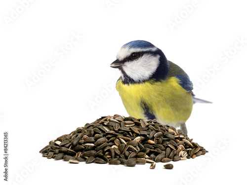 Blue tit behind a pile of sunflower seeds on white background