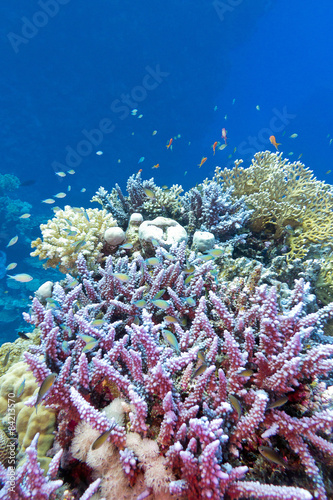 coral reef with violet arcopora, underwater