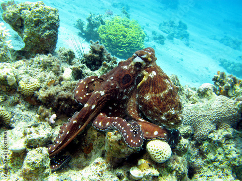 coral reef with octopus in tropical sea ,underwater © mychadre77