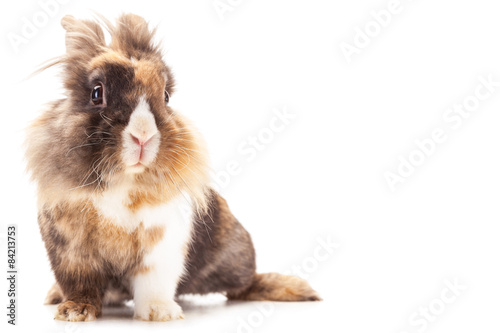 Dwarf rabbit lions head over white isolated background