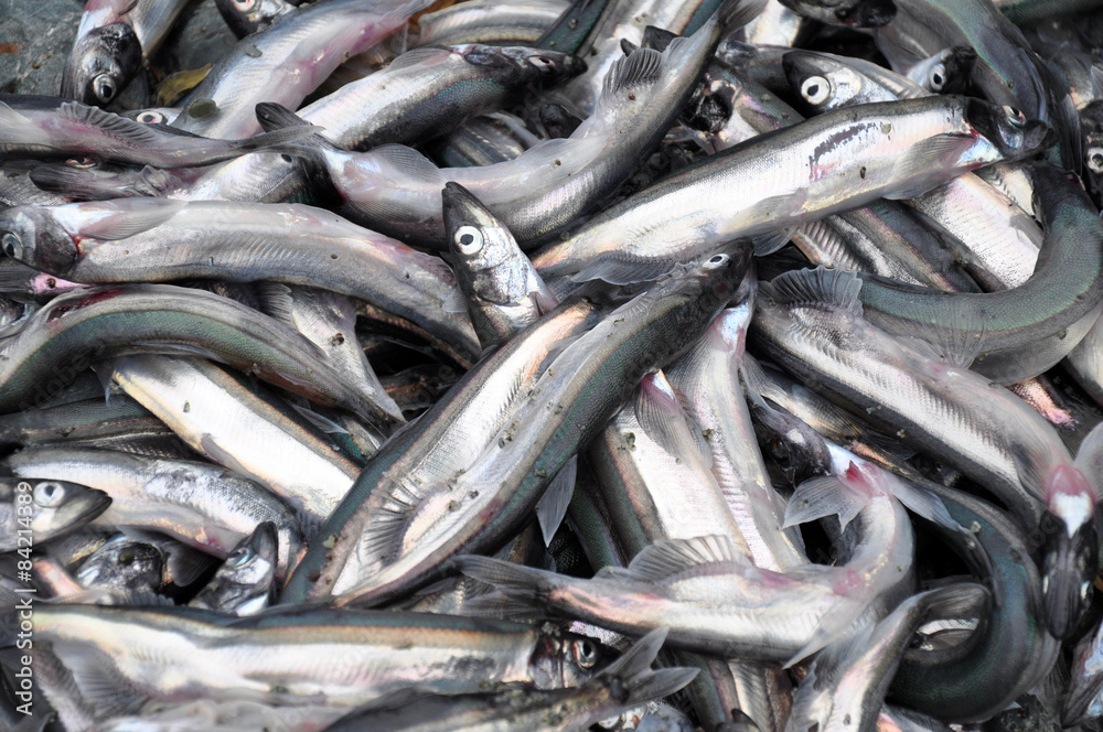 Obraz premium Capelin fish