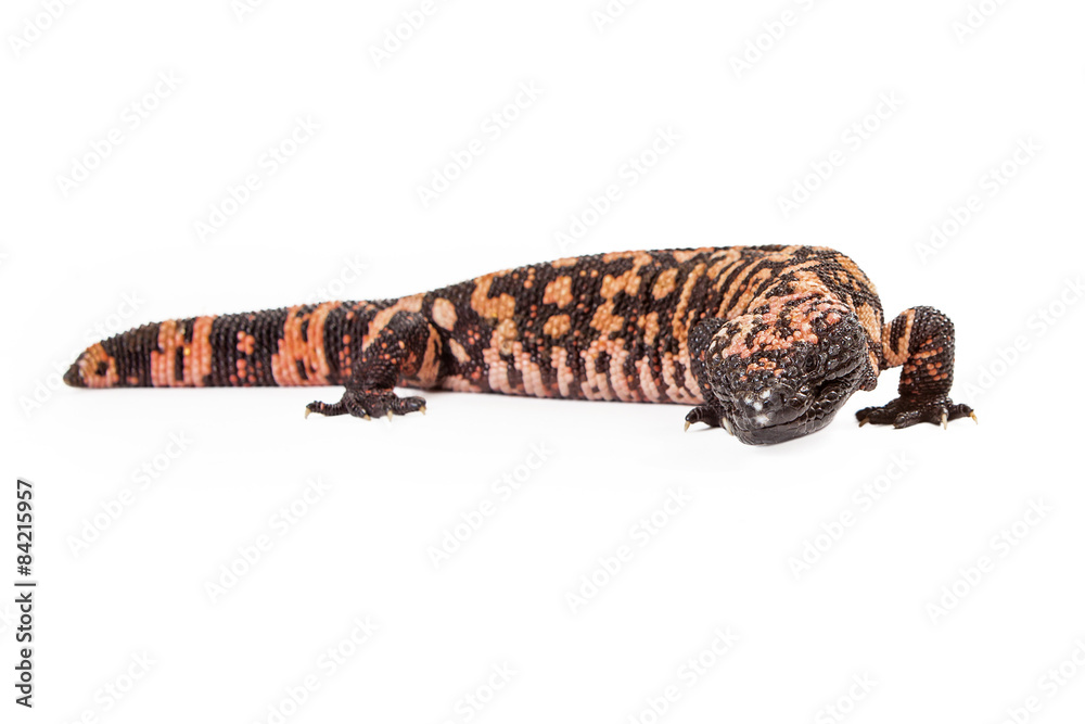 Gila Monster Lizard Looking Forward Gila Monster Lizard Looking Forward