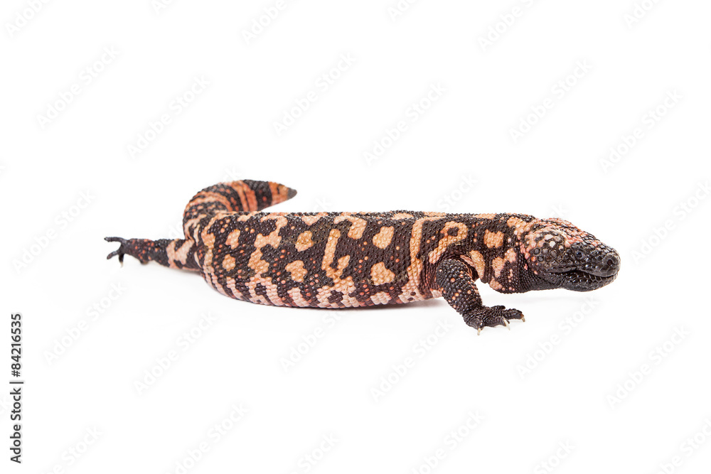 Fototapeta premium Gila Monster Lizard Side View