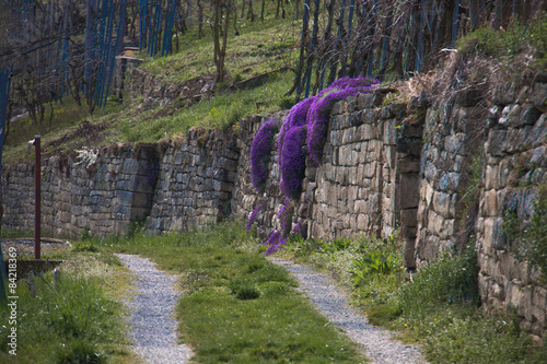 Weg in den Weinbergen
