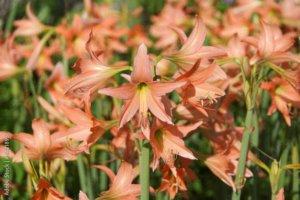 Amaryllis blooms in the garden Amaryllis blooms in the garden