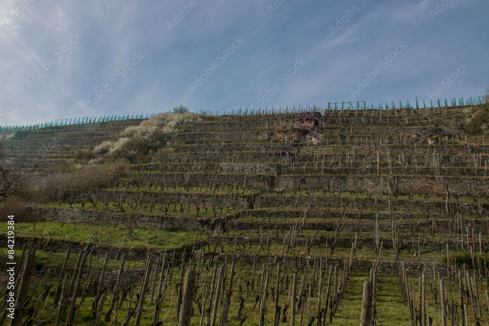 Weinberge