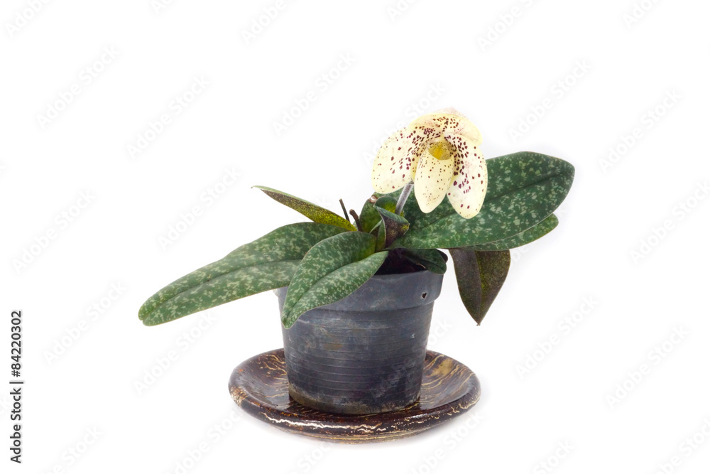 Naklejka premium Paphiopedilum concolor in nature light. Paphiopedilum is a genus