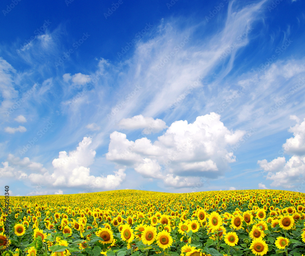 Blooming field of sunflowers on blue sky