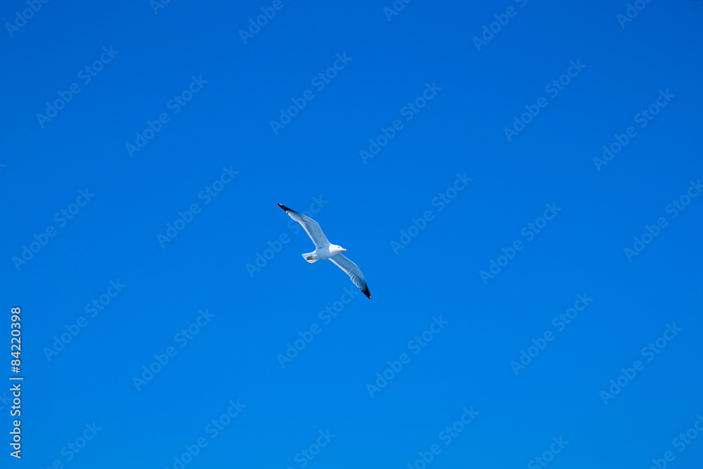 seagull flies against the blue sky seagull flies against the blue sky