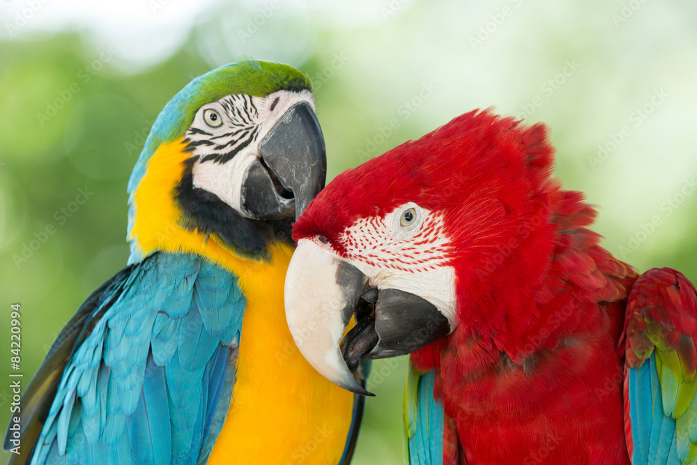 Fototapeta premium parrots