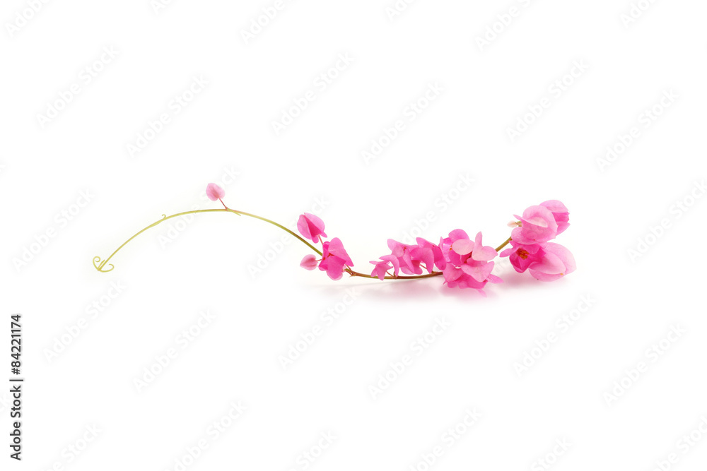 Pink Coral Vine isolated on a white background Pink Coral Vine isolated on a white background