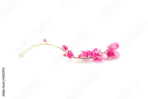 Pink Coral Vine isolated on a white background