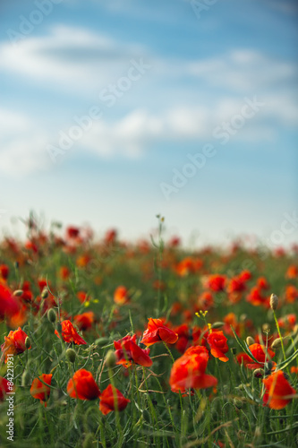 Field of bright red poppy flowers in summer
