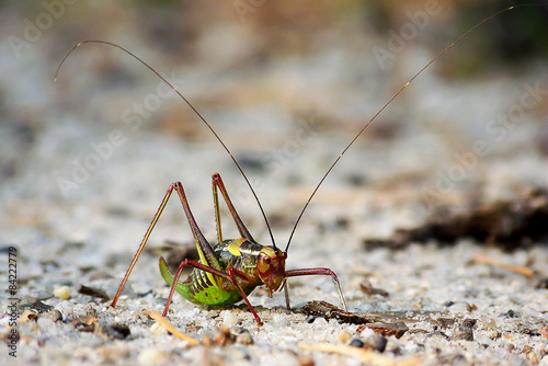 Barbitistes constrictus