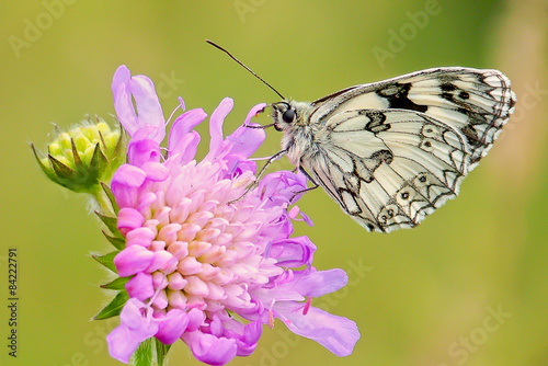Melanargia galathea