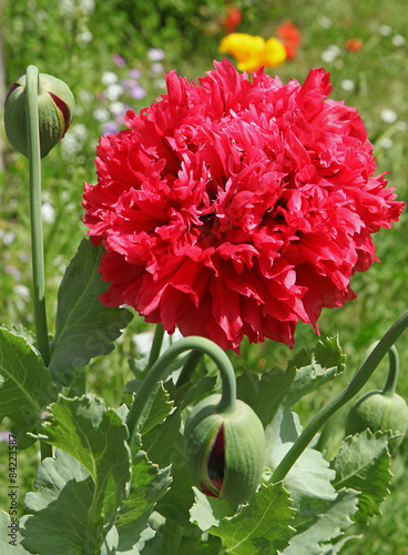 Fototapeta Naklejka Na Ścianę i Meble -  Pavot double à fleur de pivoine