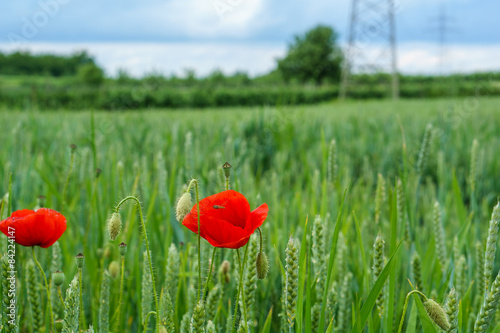 Blume im Kornfeld