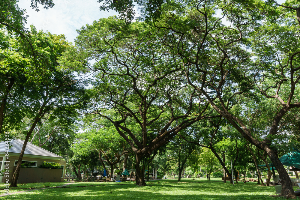 Lush greenery tree in public park, Bangkok Thailand