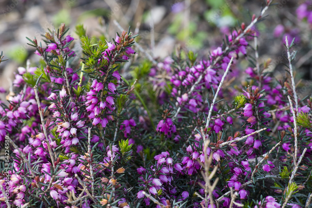Fototapeta premium heather in bloom in the garden