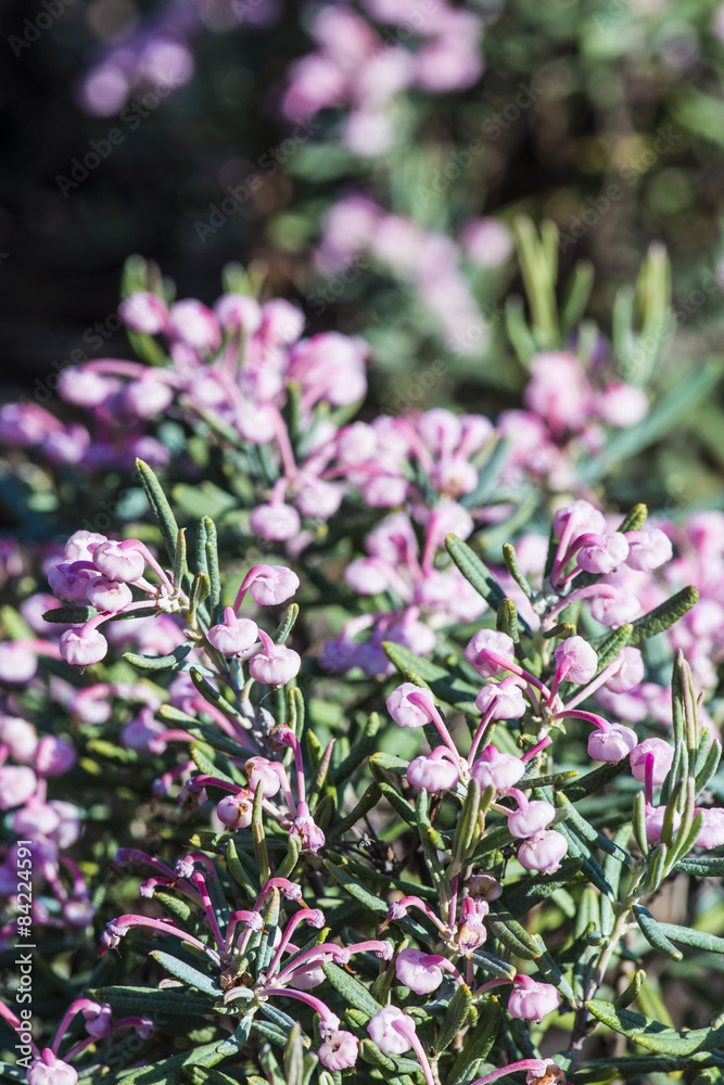 Fototapeta premium heather in bloom in the garden