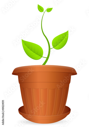 Flowerpot plant