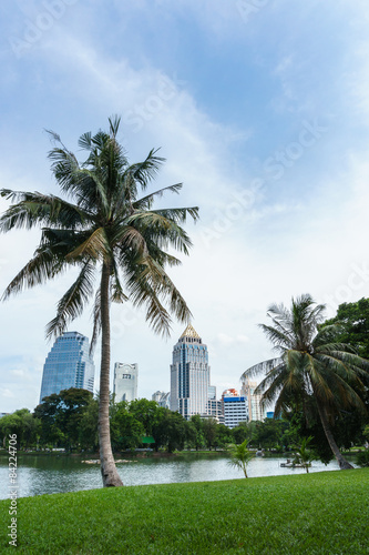 coconut tree in the public park, Bangkok Thailand © thanmano