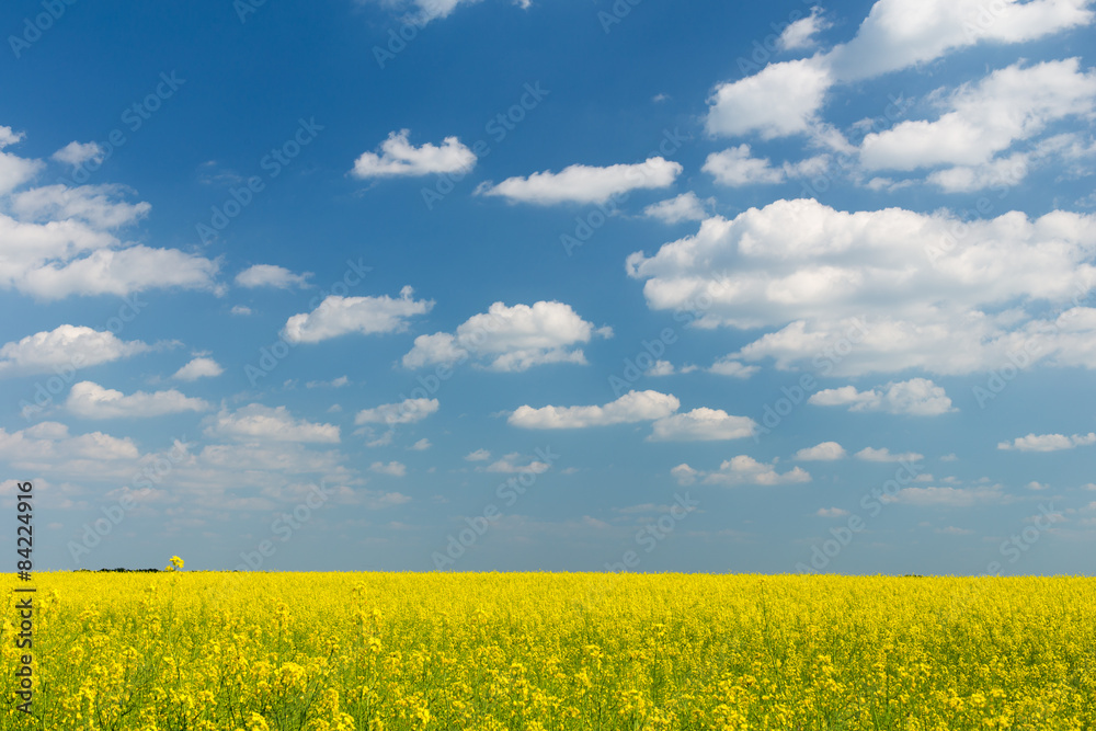 Rape field under blue cloudy sky