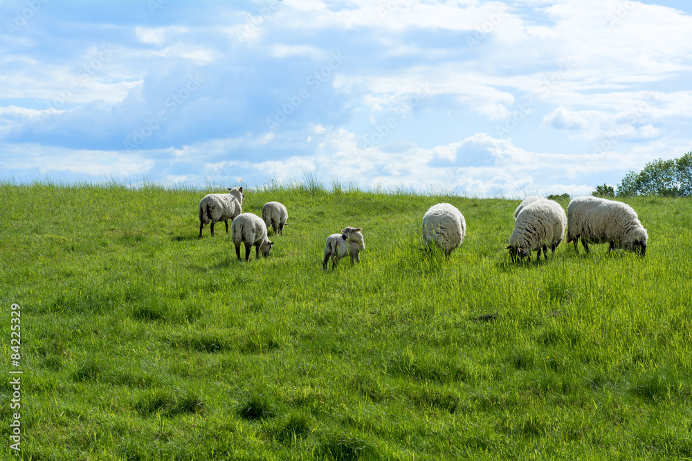 Obraz premium white sheep and a lamb on a green pasture under blue sky