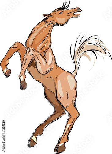 Brown horse