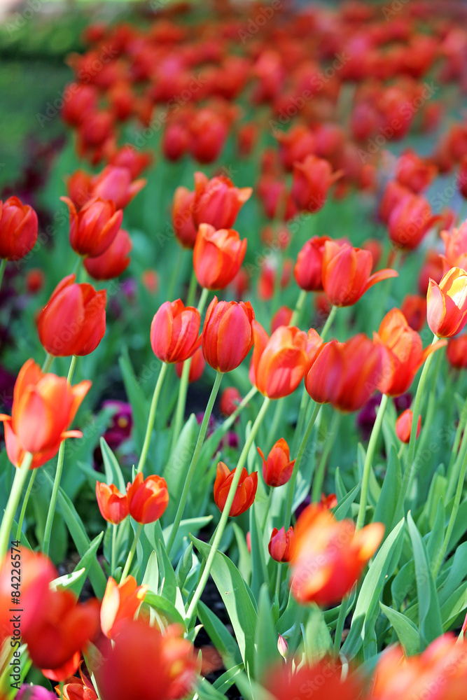 Spring beautiful flowers tulips
